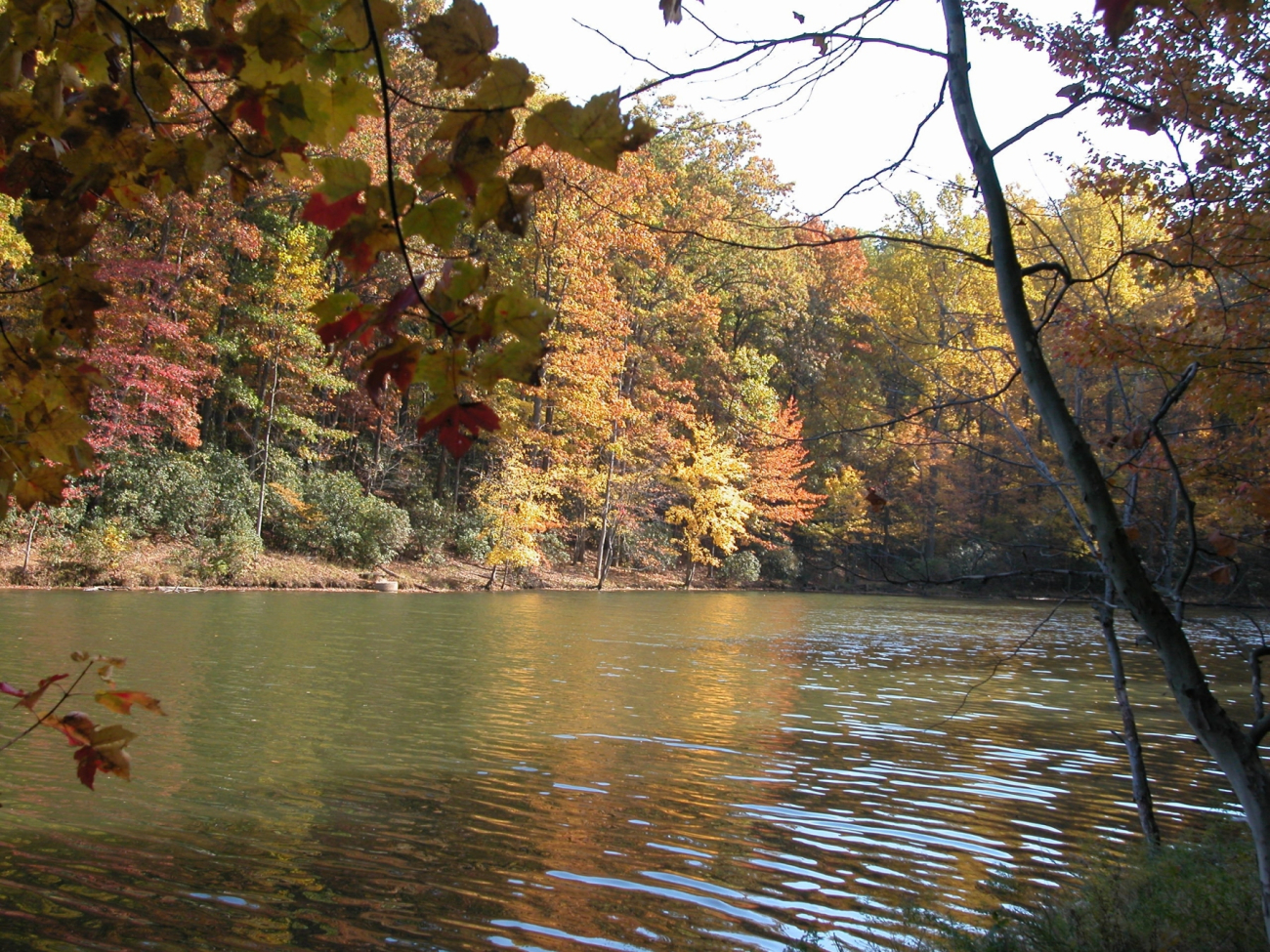 Fall colors on a quiet cove on Clopper Lake