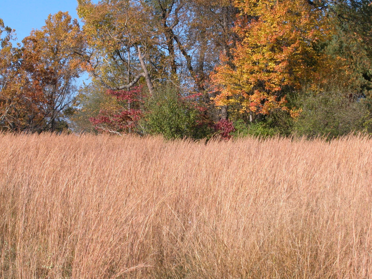 A field of golden grass and fall colors on an autumn afternoon