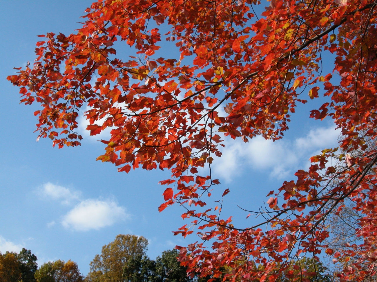 Bright red leaves, puffy cumulus, and blue sky on an autumn afternoon