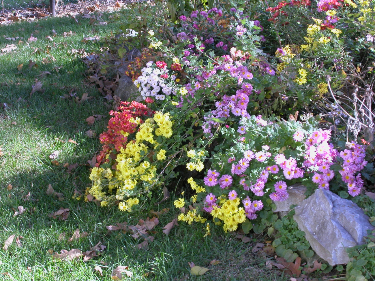 Fall flowers that haven't heard winter is on its way