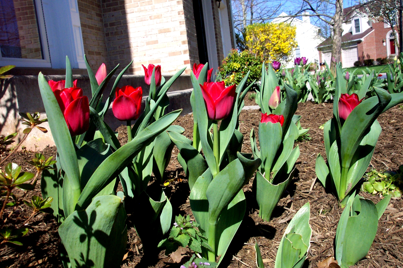 Glorious tulips on a glorious spring day