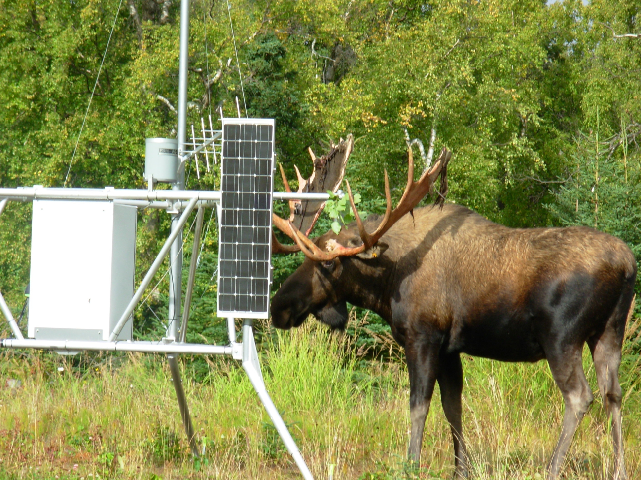 Moose finds new use for weather instruments at experimental Forest Servicemeteorological site