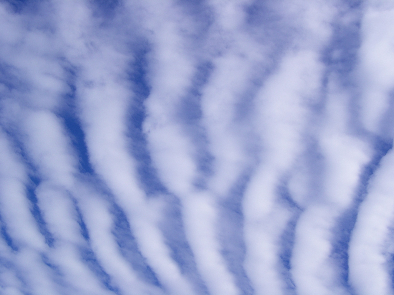 These unusual wave clouds were photographed from the Saddle Road a fewmiles from the road to the Mauna Loa Observatory