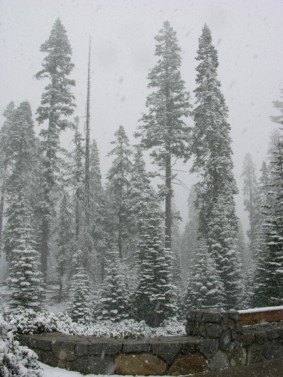 Snow in Sequoia National Park