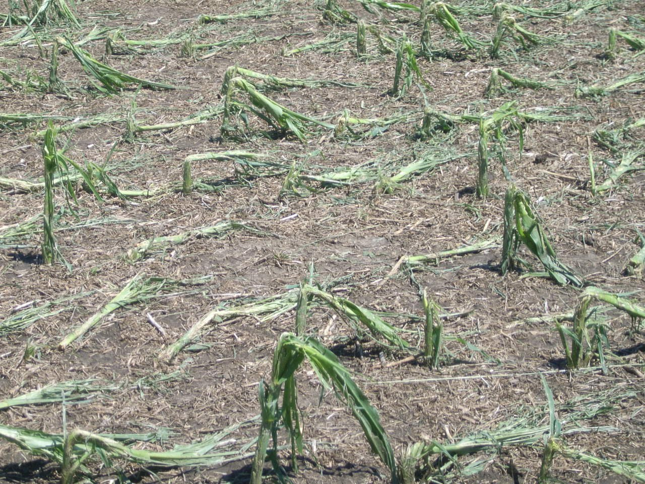 Hail damage to corn crop from storm of June 24