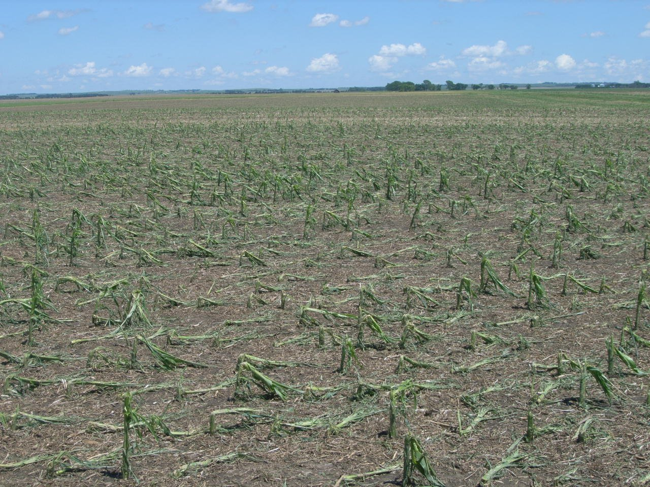 Hail damage to corn crop from storm of June 24
