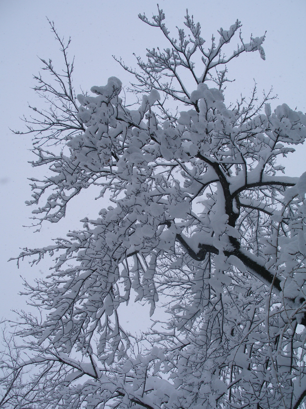 Trees covered with snow following second major snowstorm of 2009/2010 season