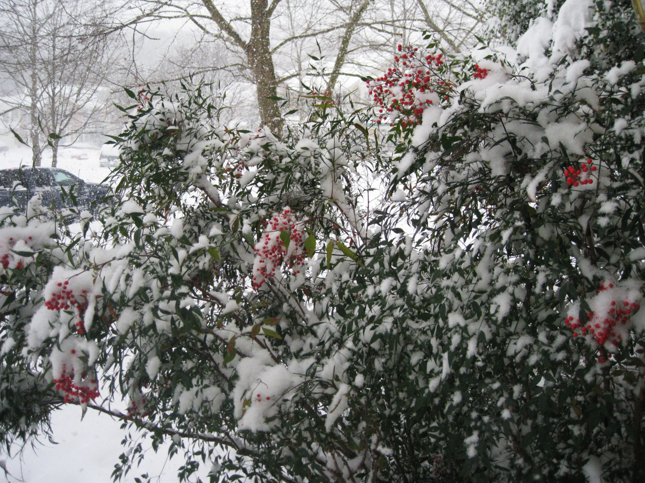 Red buries and snow during the first great storm of the 2009/2010 winter seasonin the Mid-Atlantic area