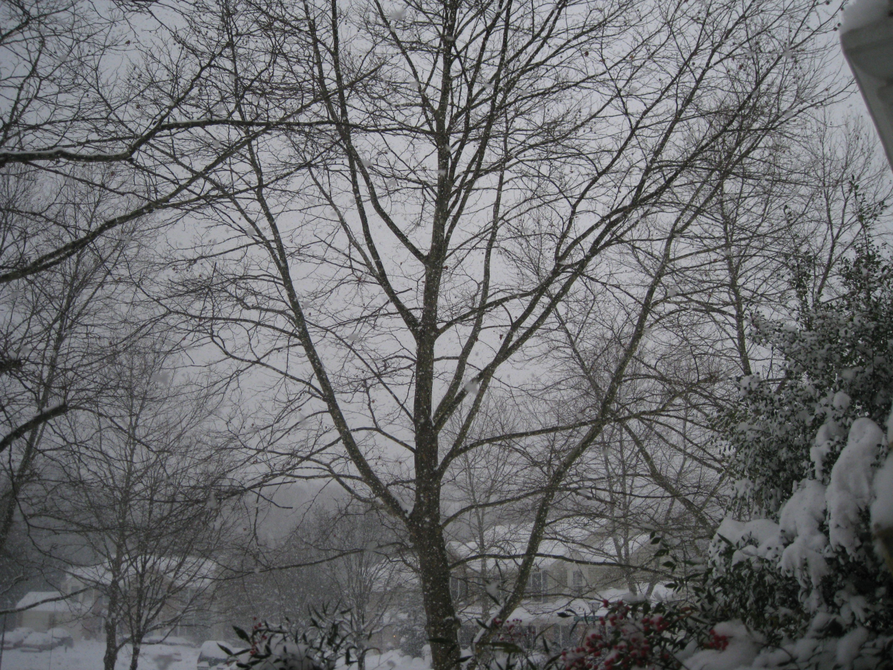 Gray sky and a profusion of tree branches and snow