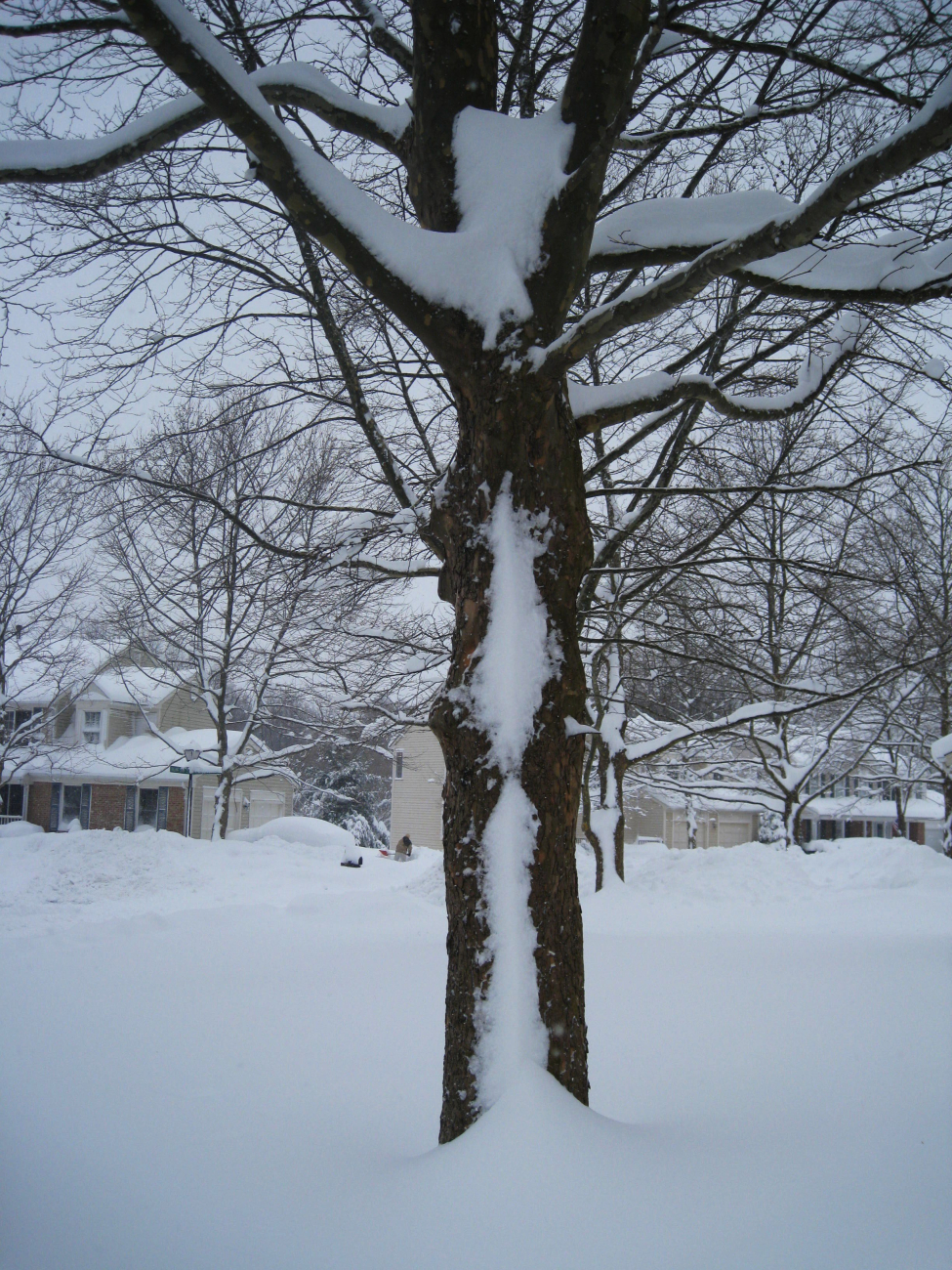 Snow on tree shows prevailing wind direction during storm
