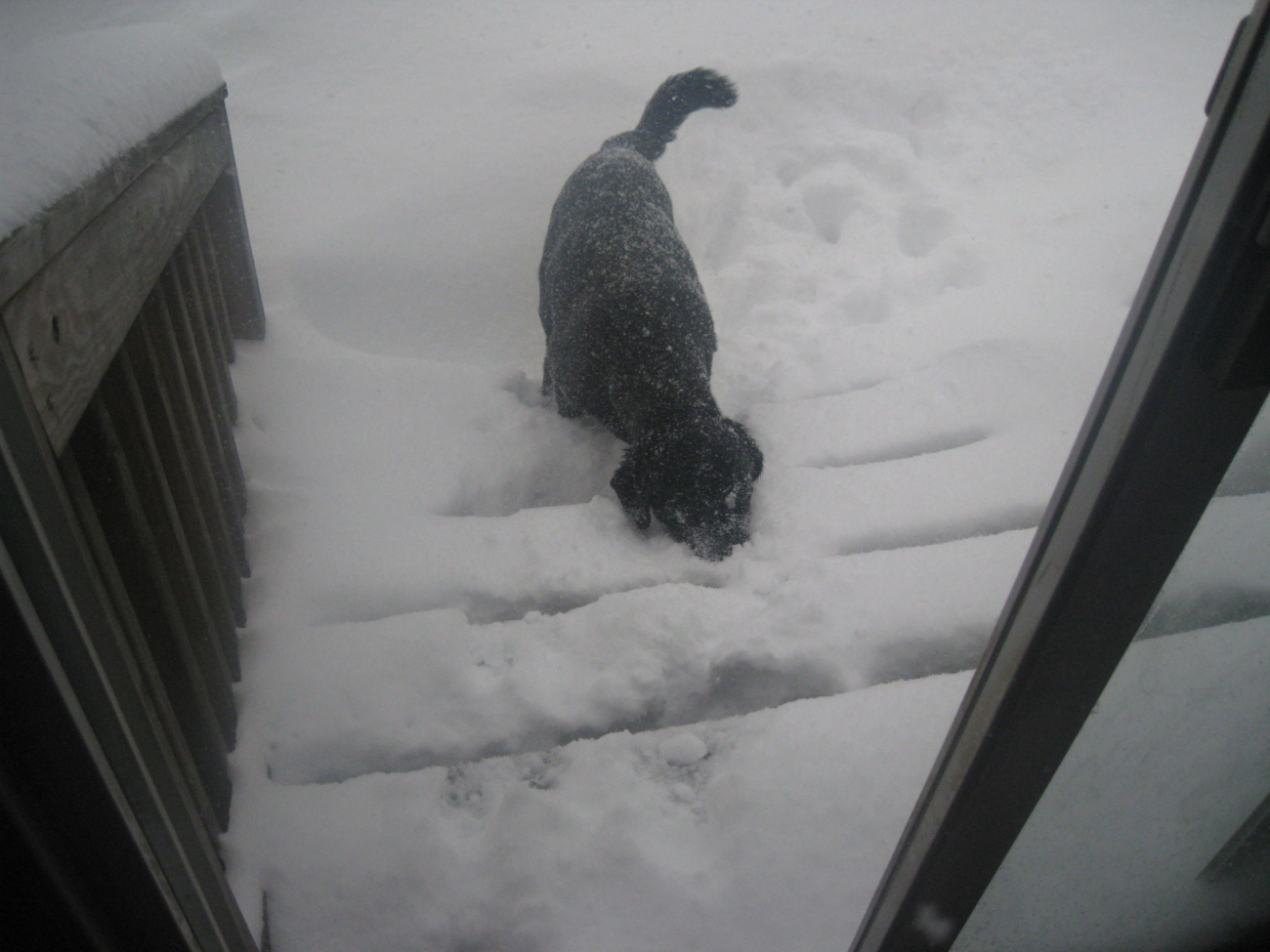 Dog making his way back up the steps to warmth inside during blizzard ofFebruary 9-10 2010