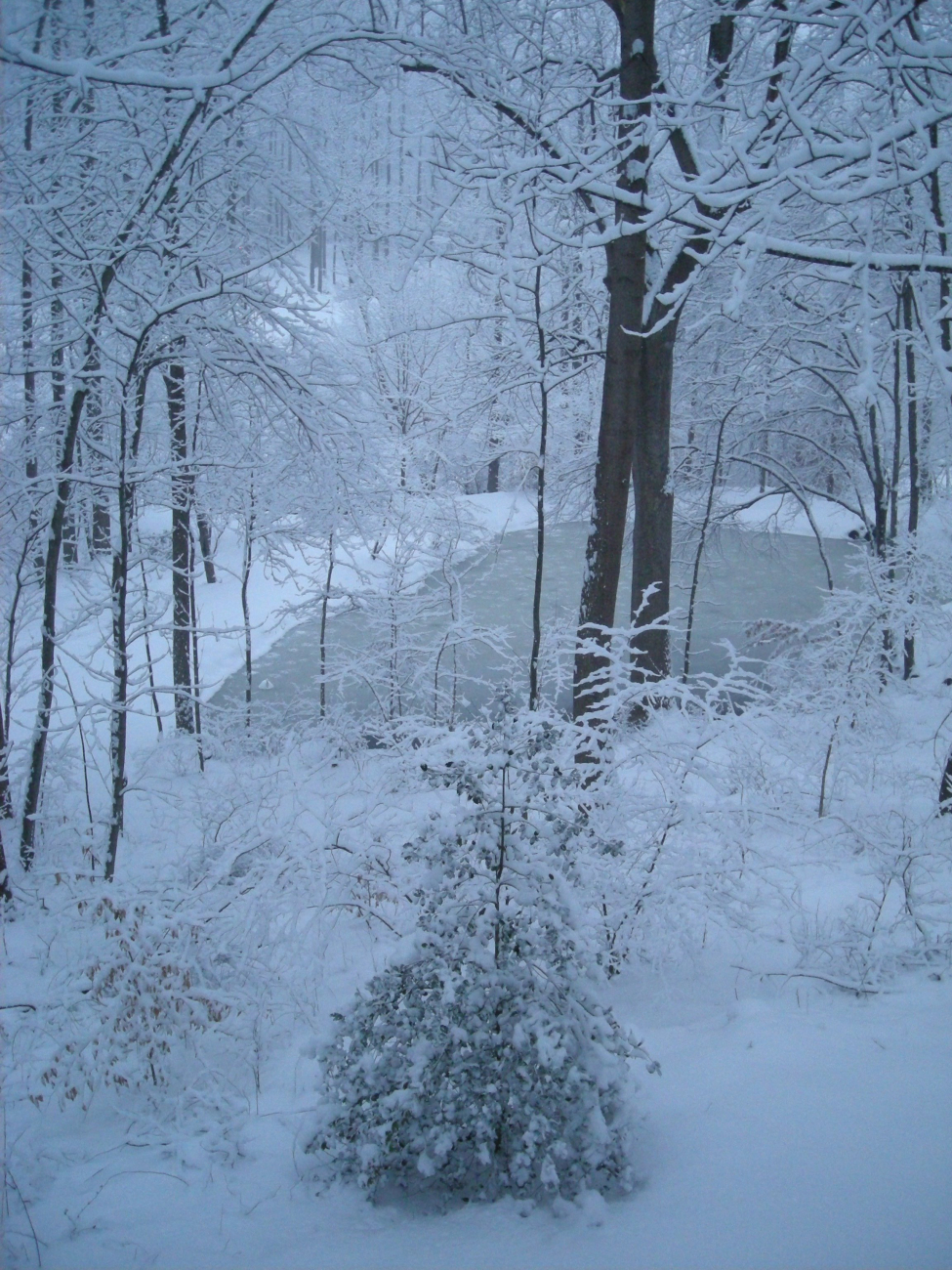 A winter wonderland of snow, trees, and a frozen pond just prior to the twogreat snowstorms of February 2010