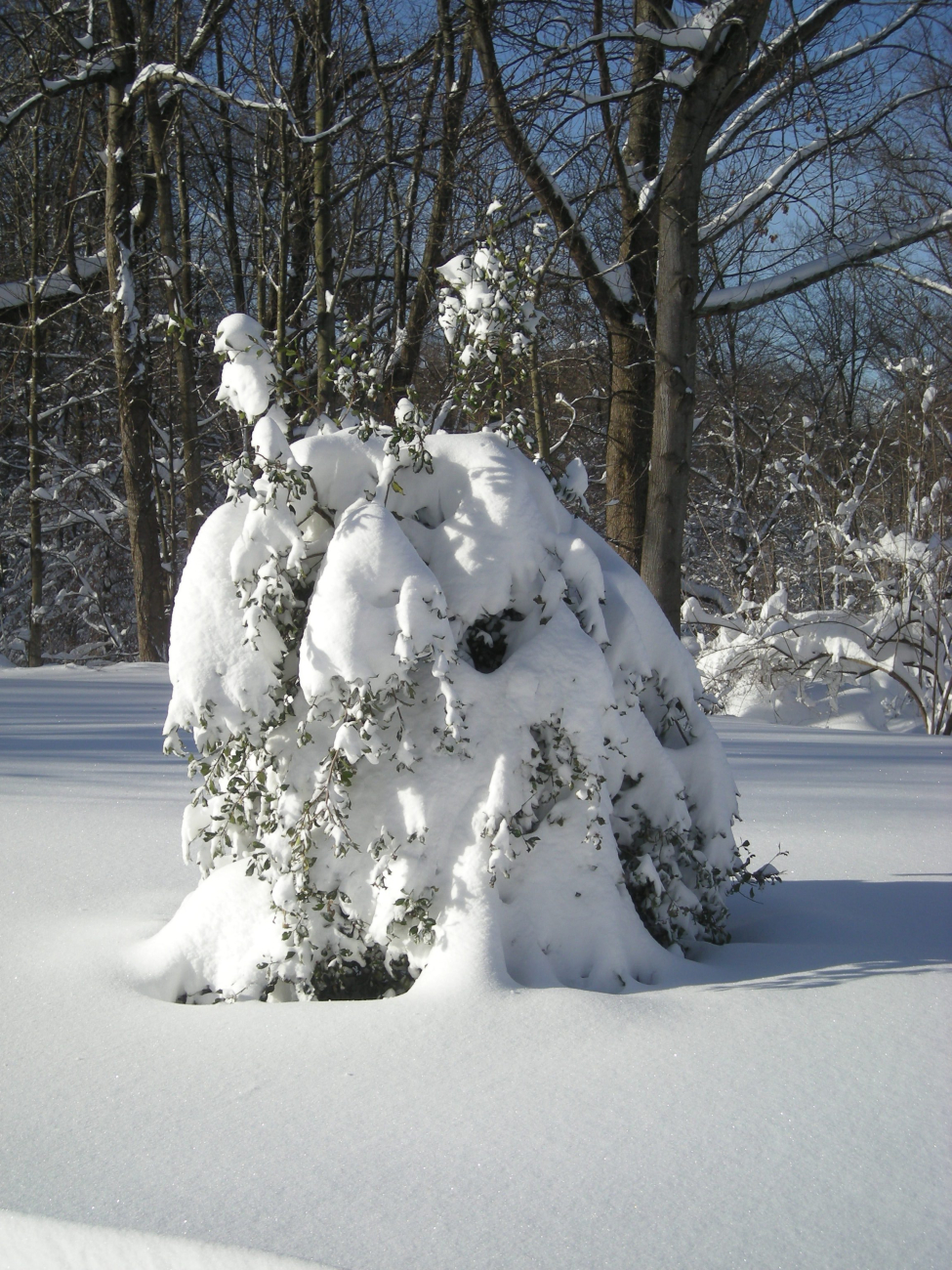 A holly tree bent over by the weight of wet snow