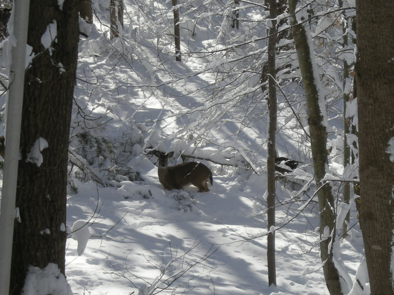 Deer up to belly in snow probably wondering what to do for dinner