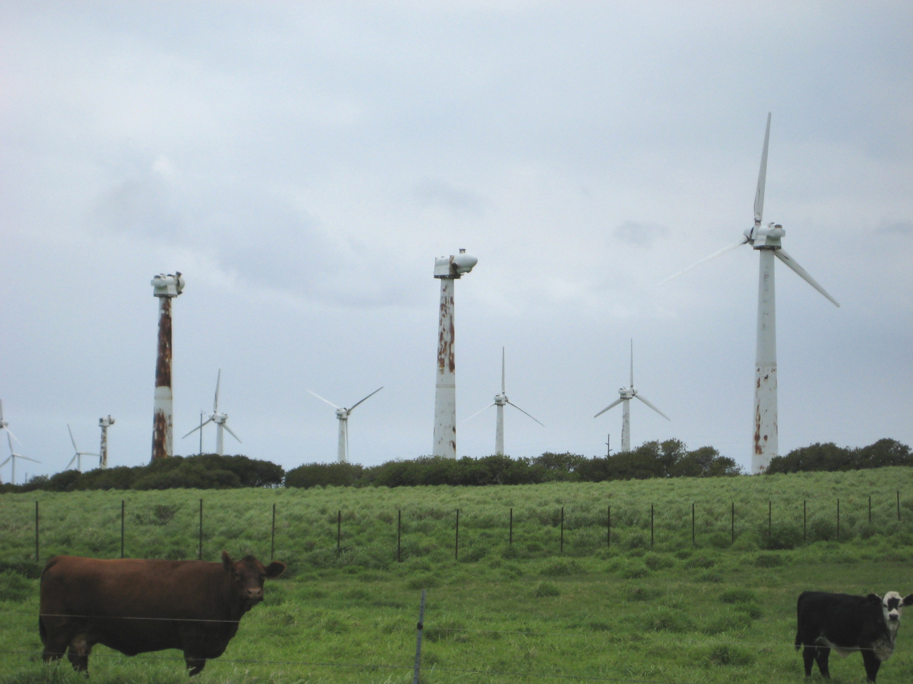 Wind generators at the Kohala wind generating farm at the NW tip of Hawaii