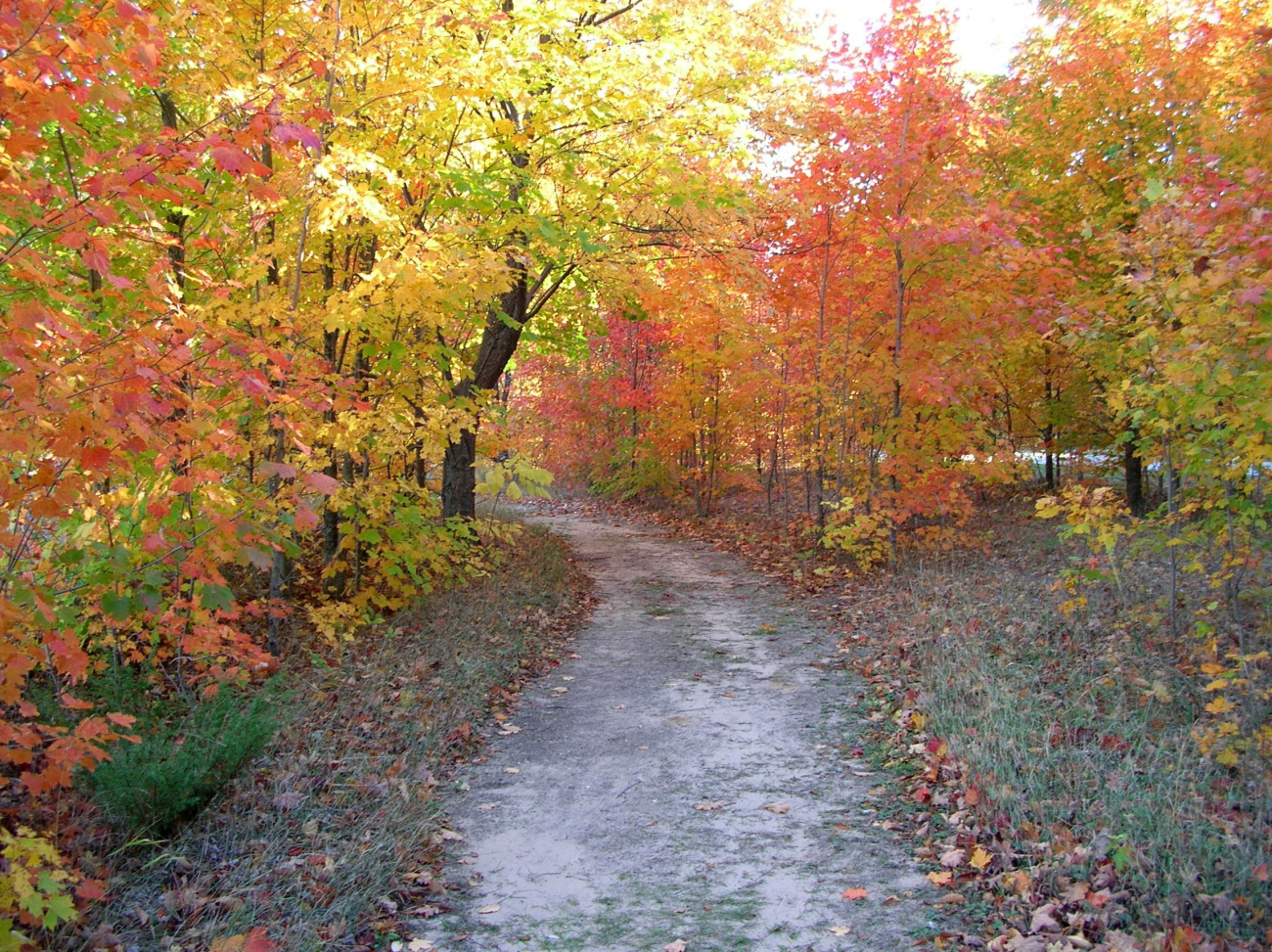 Fall foliage gracing a wooded path