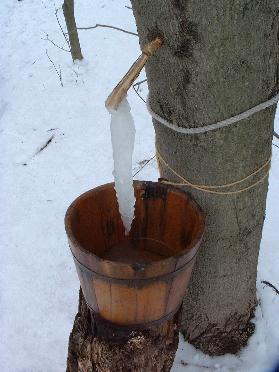 Maple tree sap collection