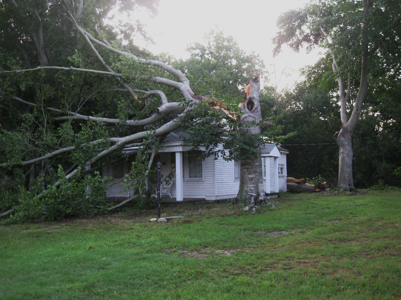 A house is sandwiched between two fallen branches and tree almostmiraculously with no damage to the structure