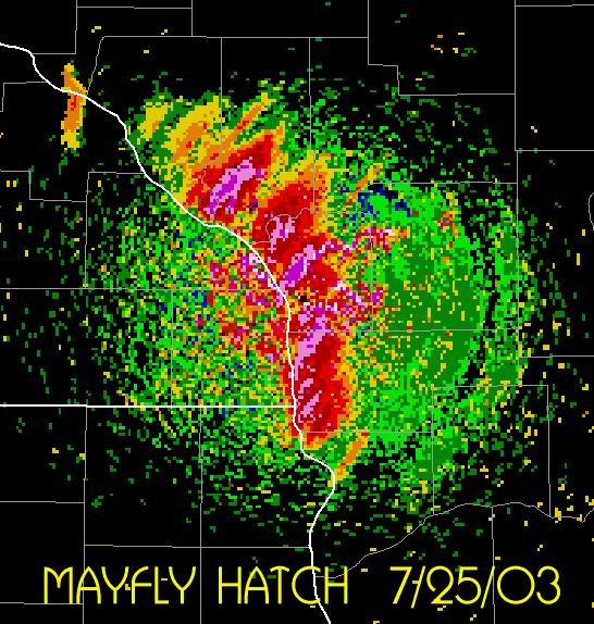 Mayfly hatchings as seen on radar