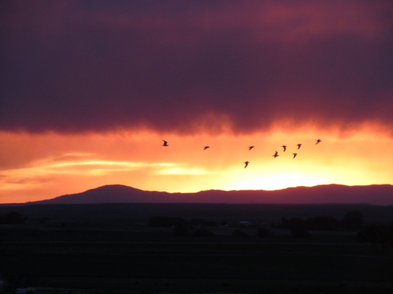 Seagulls ? or perhaps some more appropriate Wyoming birds at sunset