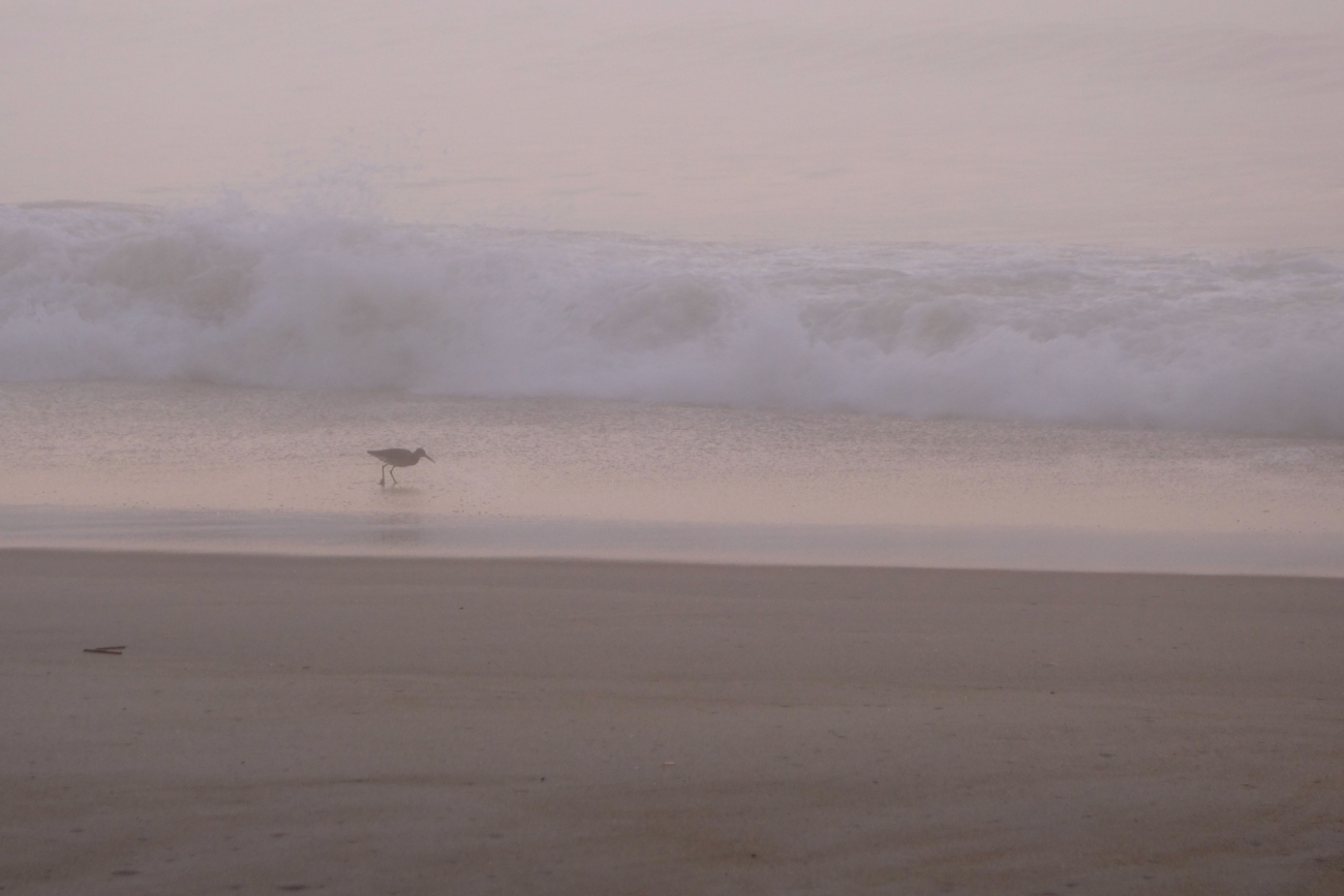A shorebird hunting for its breakfast on a foggy morning