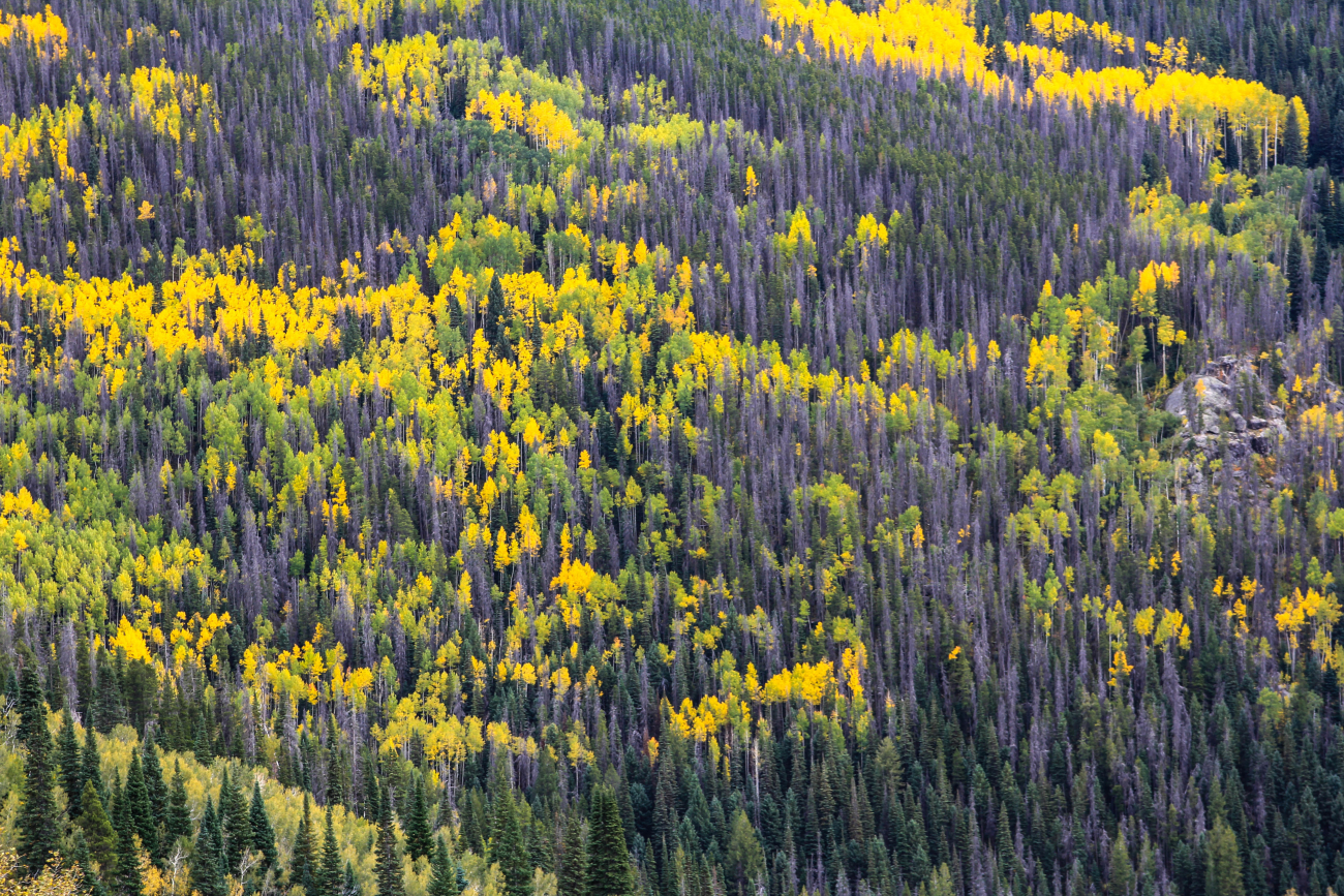 Autumn colors in the Rocky Mountains