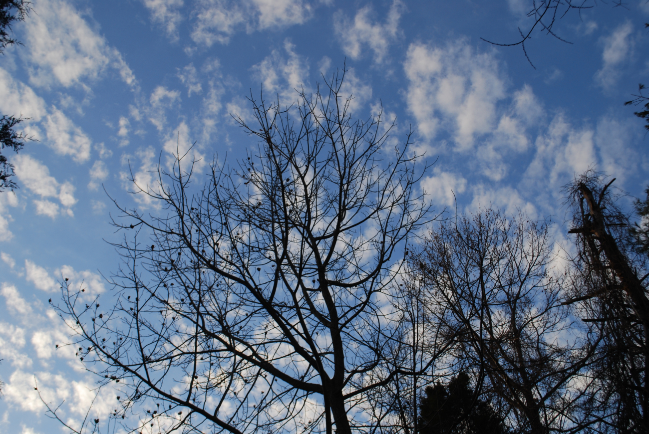 Puffy clouds seen through a bare autumn tree
