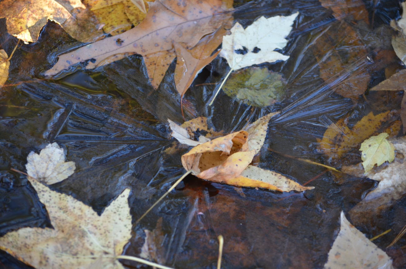 A radial ice pattern with leaves frozen in