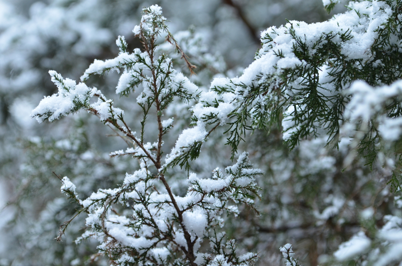 A light snow blanketing a small evergreen