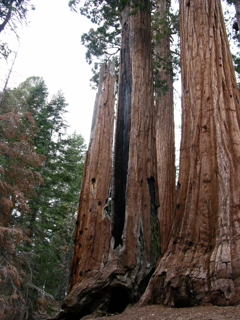 The mighty trunks of giant sequoia trees