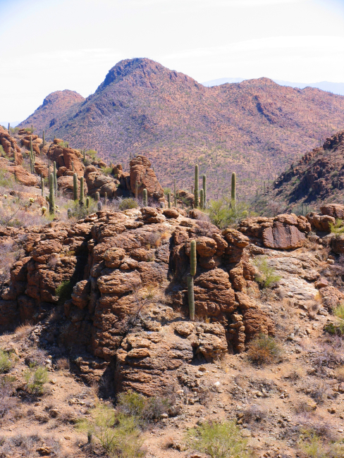 Saguaro cactus in the Gates Pass area of Arizona