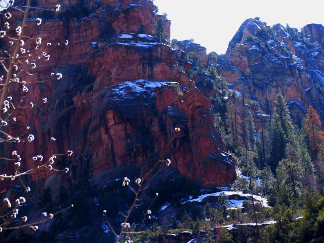 Desert colors of red and yellow sandstone, pines, and snow in Oak CreekCanyon