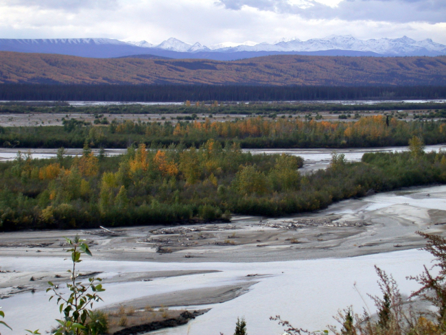 A braided river and snow-covered mountains highlighted by fall colors
