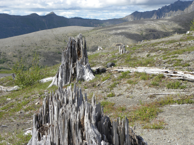 Blasted tree stumps serve as reminders of the tremendous power of the Mt