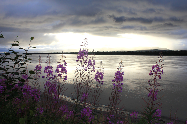 A late night view of beautiful wildflowers along the south bank of the YukonRiver during the summertime twenty-four daylight just below the Arctic Circle