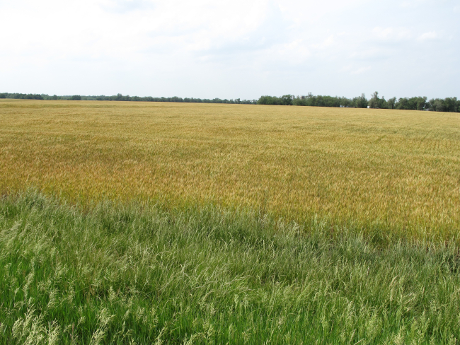 Amber waves of grain on a Kansas wheat field