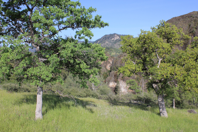 Oak trees in the lower reaches of Lassen Volcanic National Park