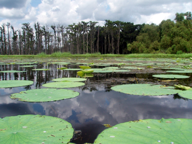 Although beautiful, these are invasive lily pads in Lake Penchant