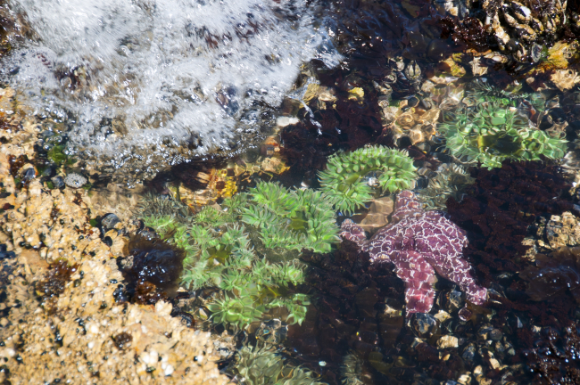 A beautiful tide pool at San Simeon Point with purple starfish and large greensea anemones