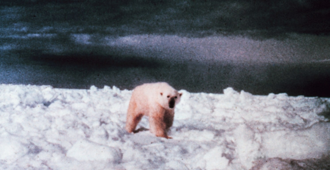 Polar bear  - Ursus maritimus - on the ice in the Beaufort Sea