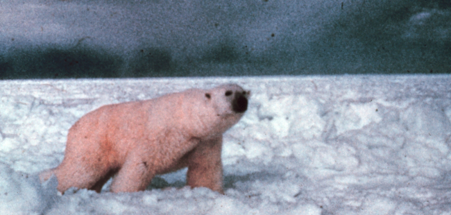 Polar bear - Ursus maritimus -  on the ice in the Beaufort Sea