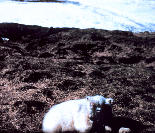 Polar bear - Ursus maritimus - on tundra