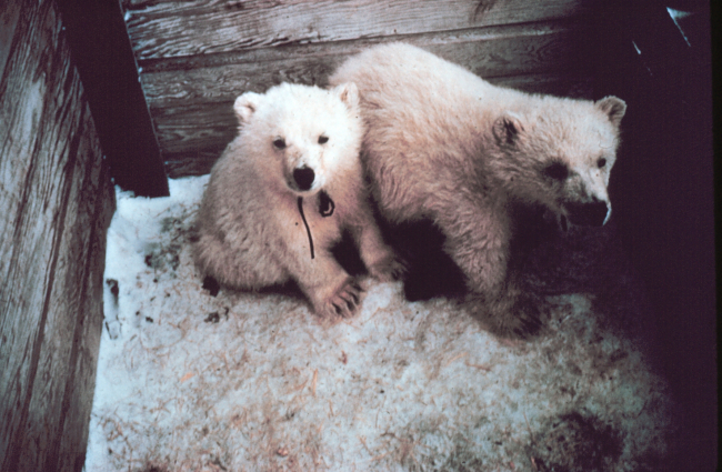 Orphaned polar bear cubs - Ursus maritimus - being sent to zoo