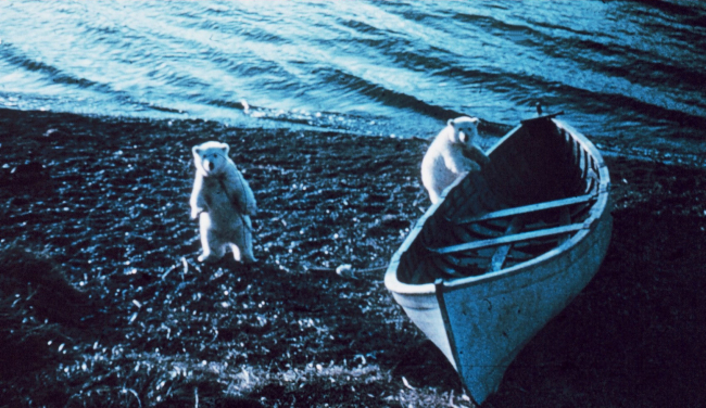 Orphaned polar bear cubs - Ursus maritimus - being sent to zoo