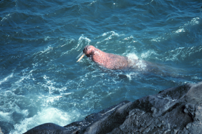 Walrus  - Odobenus rosmarus divergens - swimming close to shore