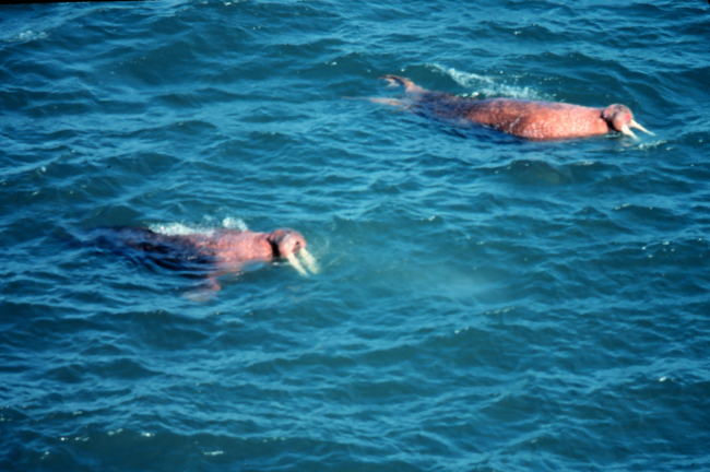 Walrus  - Odobenus rosmarus divergens - swimming close to shore