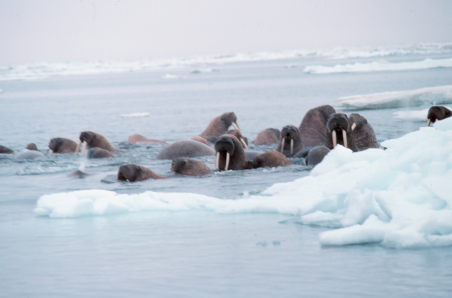 Walrus  - Odobenus rosmarus divergens - hauled out on Bering Sea ice