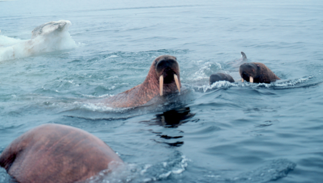 Walrus  - Odobenus rosmarus divergens - swimming in the ice floesin the Bering Sea