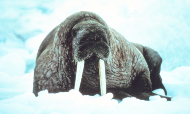 Large walrus on the ice - Odobenus rosmarus divergens -contemplating the photographer