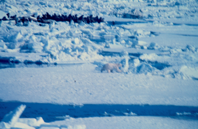Polar bear  - Ursus maritimus - hunting near large group of walrus